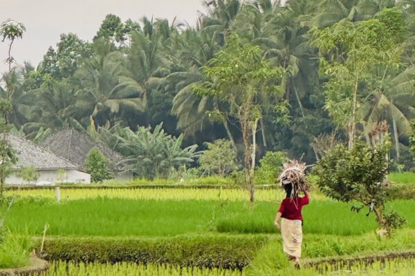 Travel Designer Met Het Gezin Op Rondreis Door Indonesië